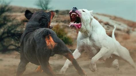 Animal Fighting is the Pits .